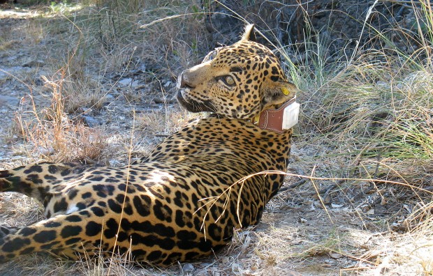 AZ worker placed on leave over jaguar death   