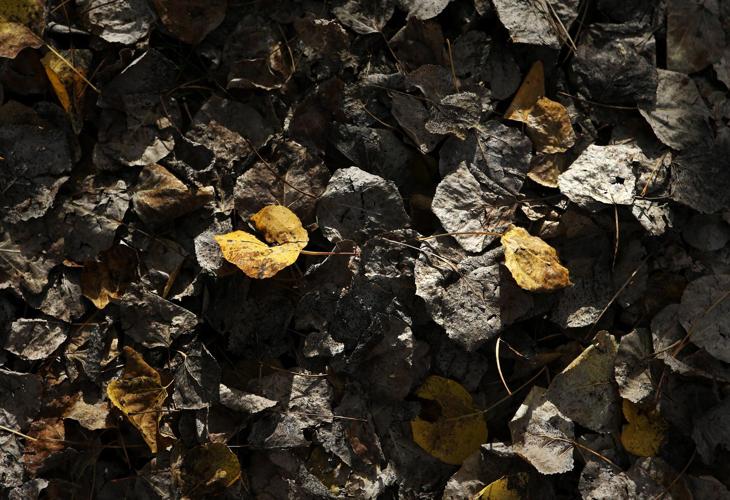 Fall colors on Mount Lemmon