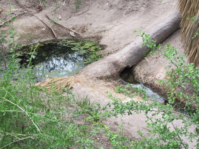 Agua Caliente Spring