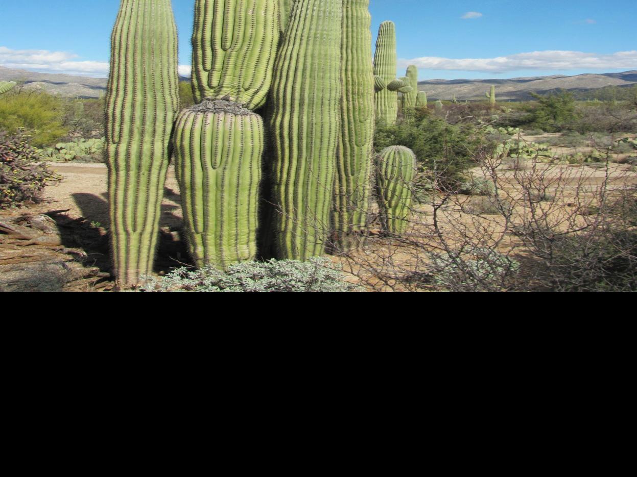 Cactus Clusters Can Be Seen On Desert Hikes Around Tucson