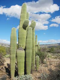 'Cactus clusters' can be seen on desert hikes around Tucson