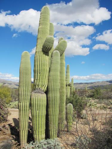Cactus cluster