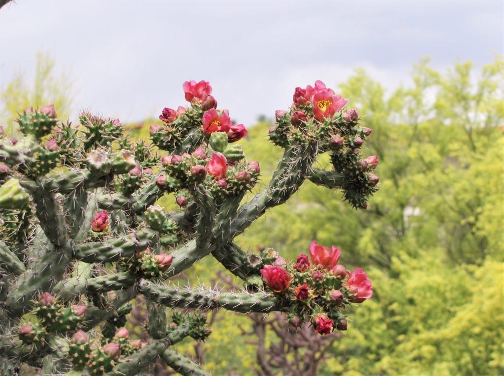 These Photos Of Cactus Blooms Will Make You Fall In Love