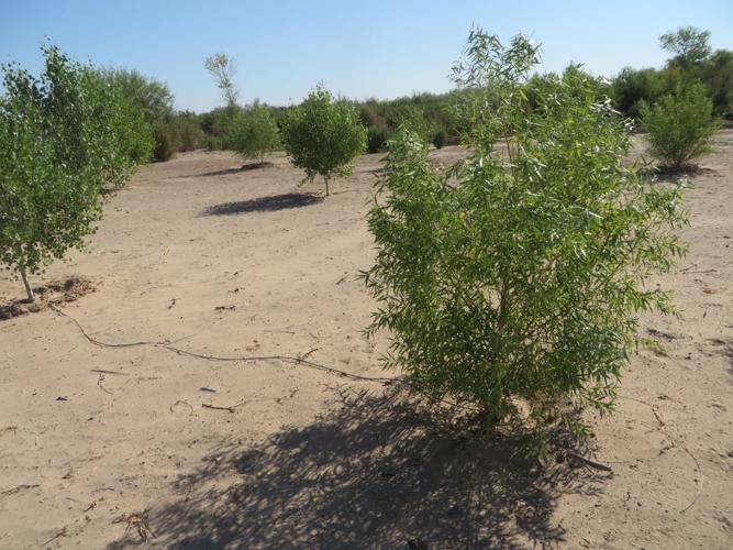 Colorado River Delta