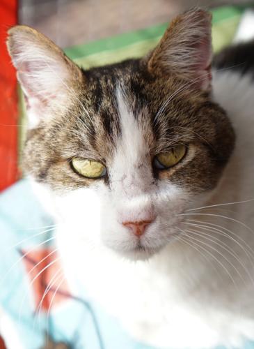 Adopt a friend: Jackson