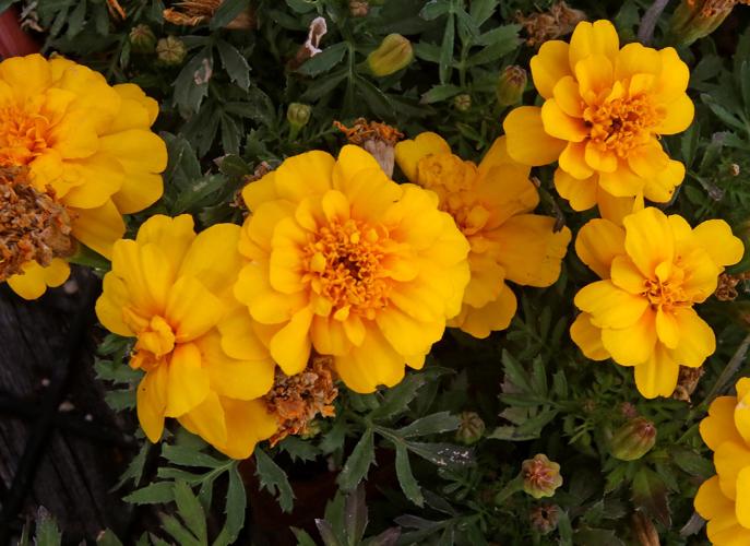 Flowering and edible plants