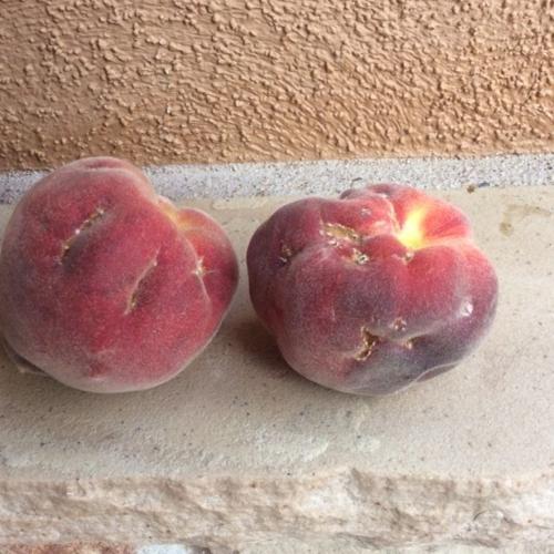 Garden Sage: Damaged peaches.