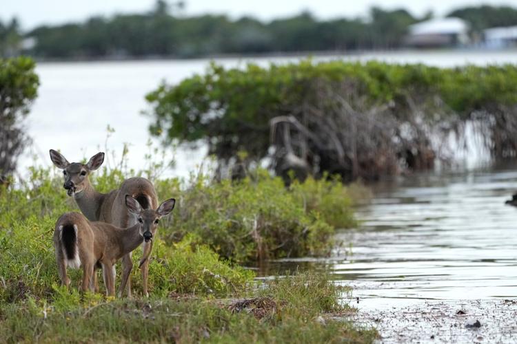 Climate Florida Key Deer