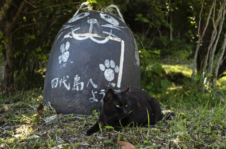 Japan Island of Cats Photo Gallery
