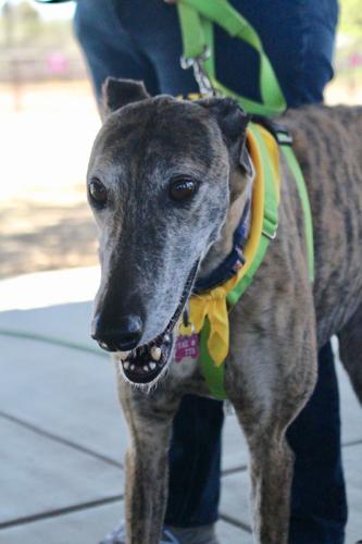 Adopt a friend: Lucia