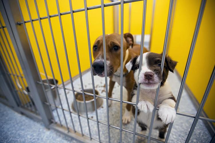 Pima Animal Care braces for influx of lost, scared pets from New Year's Eve fireworks