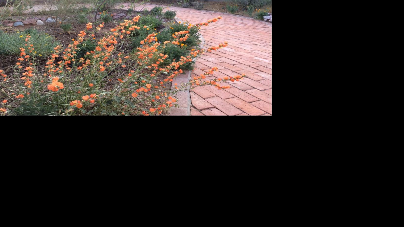 Tucson Gardening and Homes March 18-24 | Home & Garden | tucson.com
