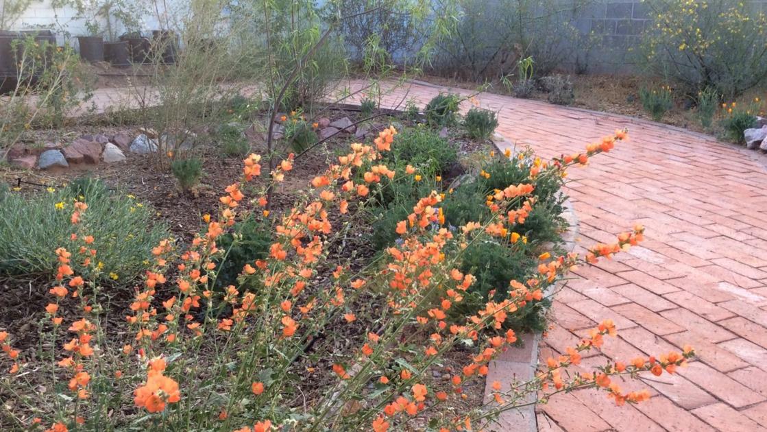 Tucson Gardening and Homes March 18-24 | Home & Garden | tucson.com