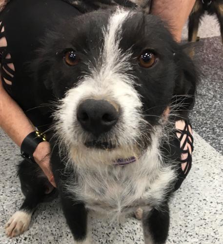 Adopt A Friend: Pinta