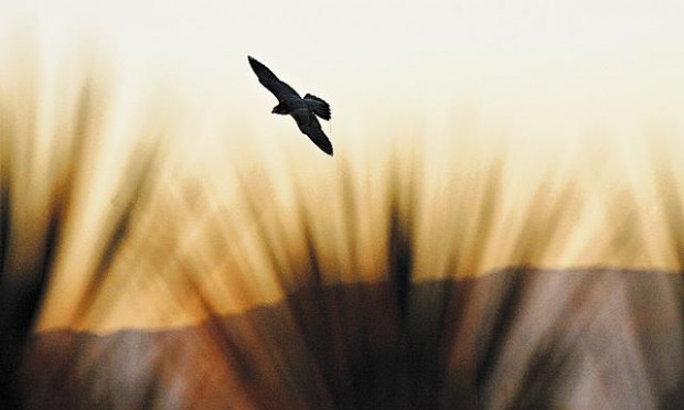 Falconry master  