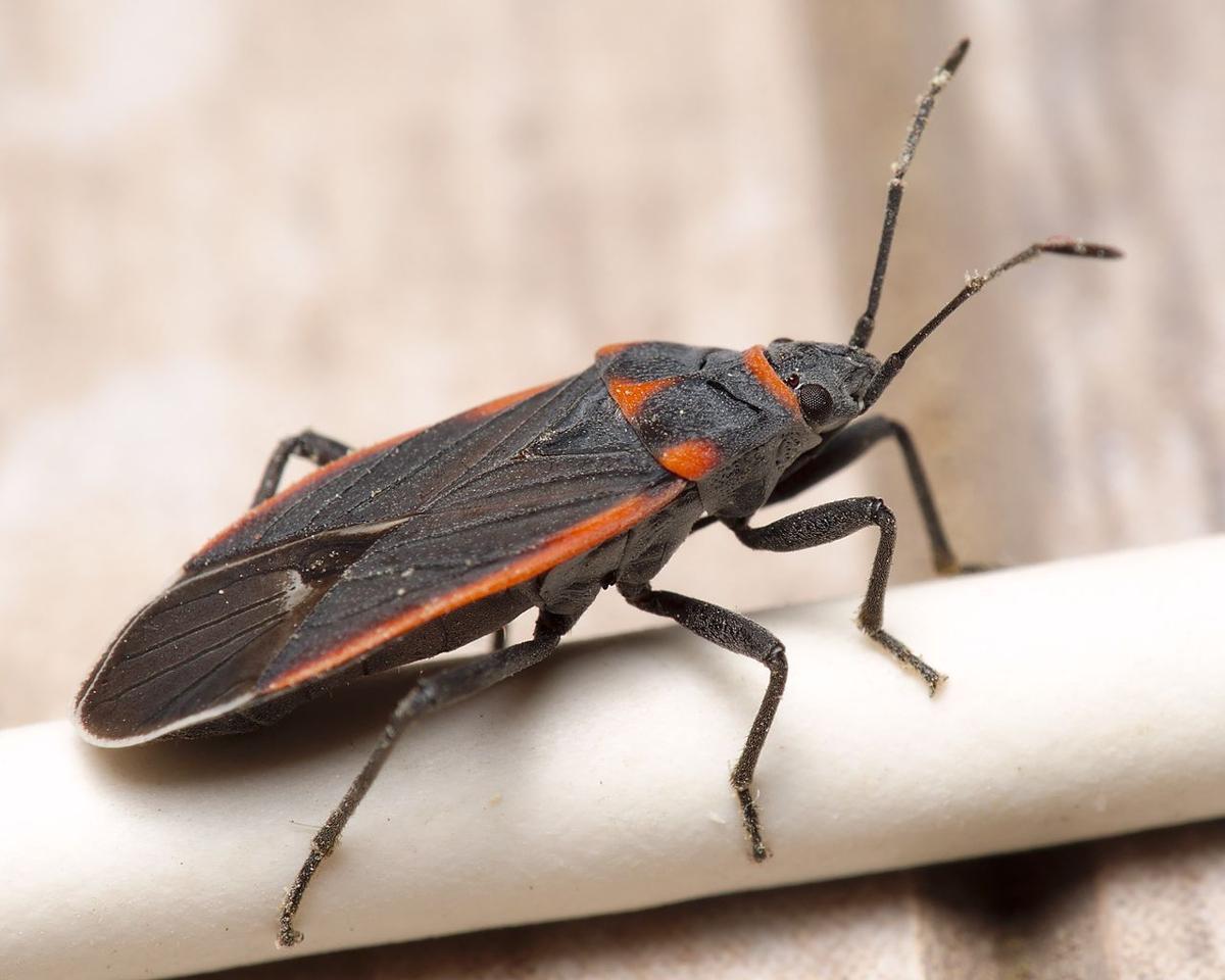 Tiny Insects That Weaken Big Pines Swarming Seed Bugs And Tons