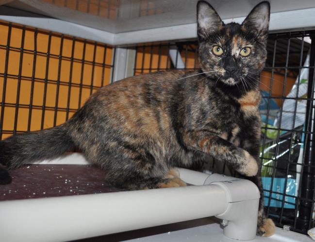 Adopt A Friend: Ashley