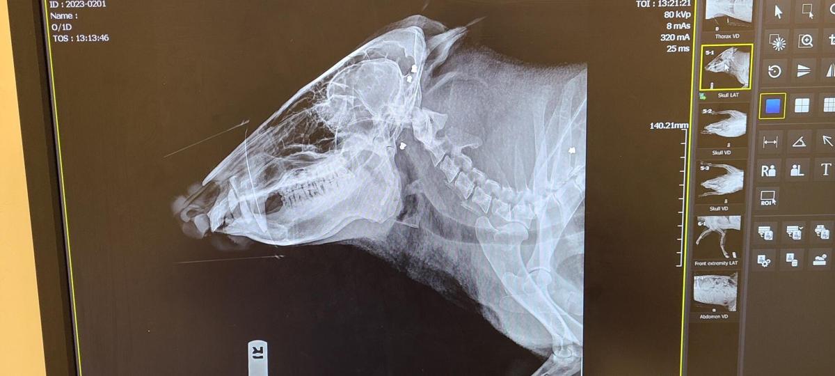 Javelina shot 17 times