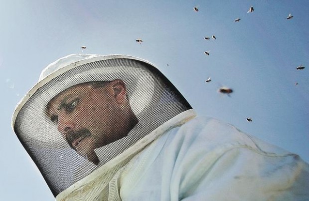 Don't get stung when paying for removal of bees  