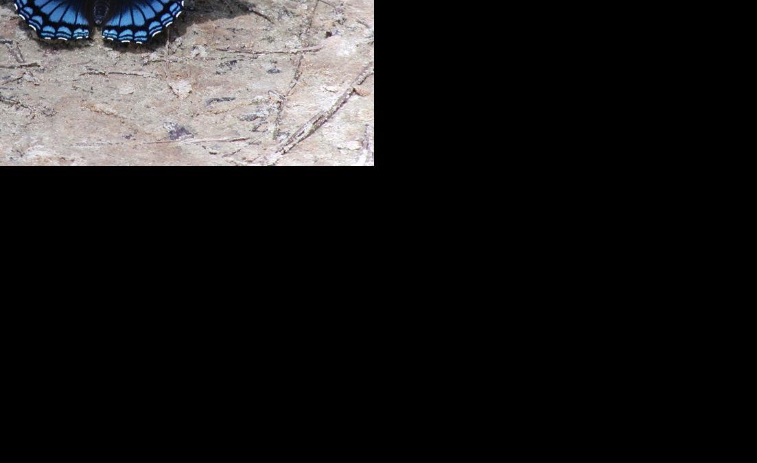 Katy Prudic and eButterfly