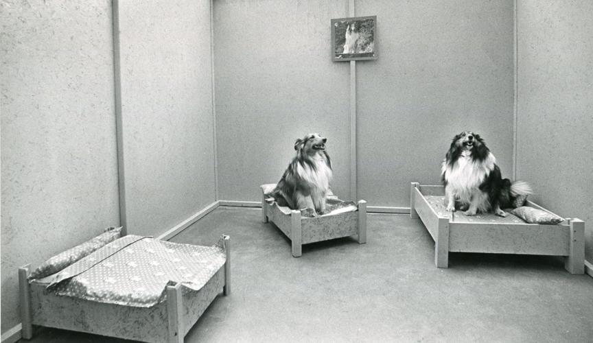 Creature comforts (1984)