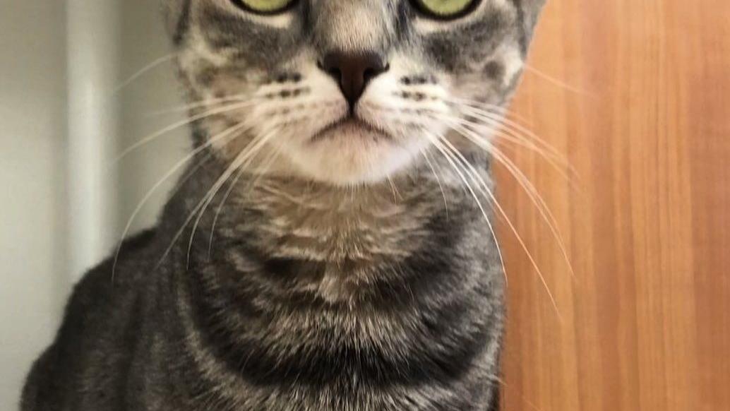 Pets for adoption from local rescues