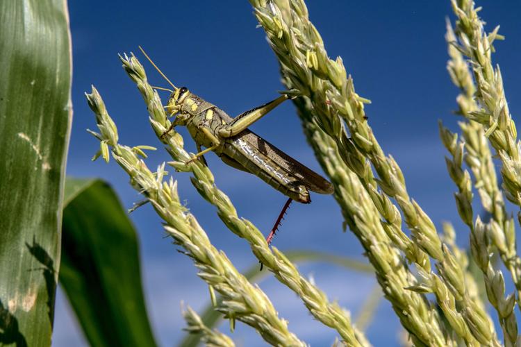 feasting on Southeast Arizona crops, gardens