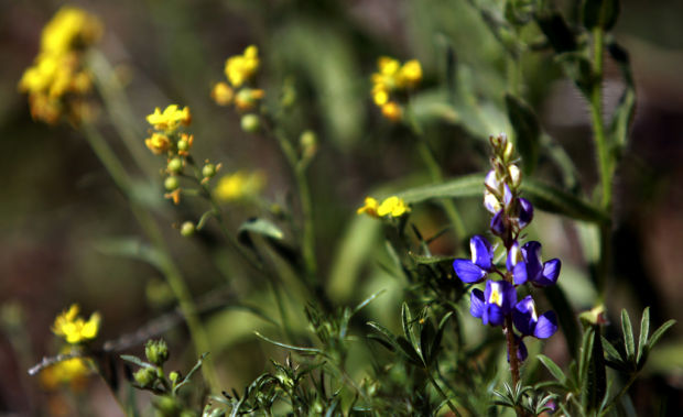 Thanks to some winter rain, spring bloom's here after all    