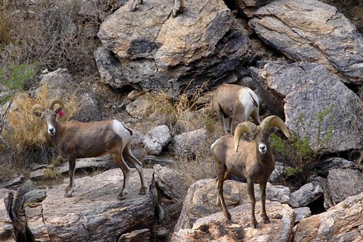 Bighorn sheep