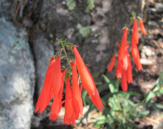 Penstemon wildflowers