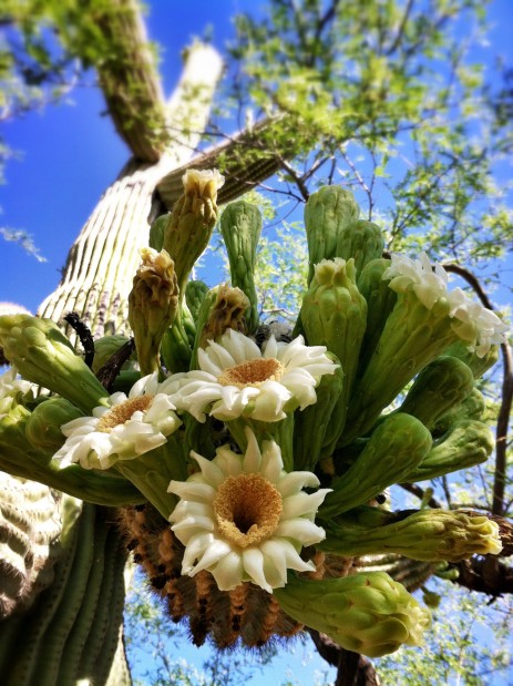 Early blooms catch the eye    