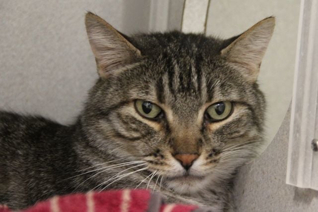 Adopt a friend: Kitty