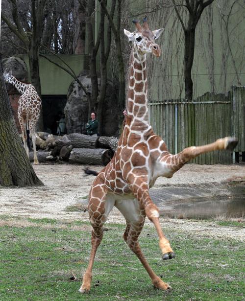 Animal shots of the week