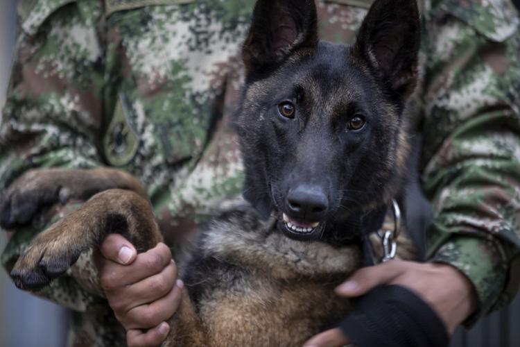 Colombia Army Dogs