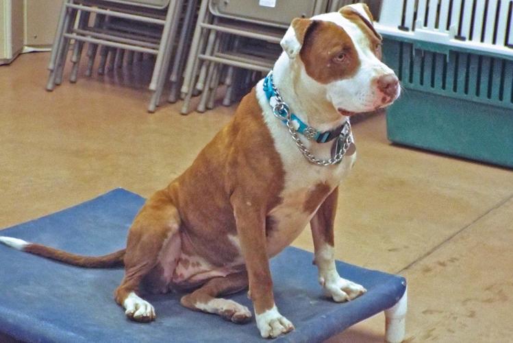 Adopt a friend: Sara