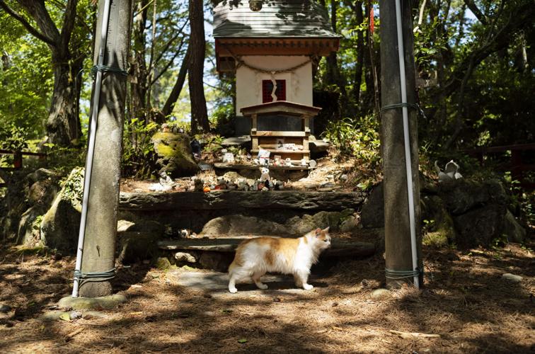 Japan Island of Cats Photo Gallery