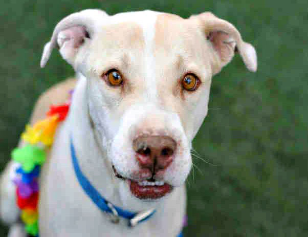 Adopt a Friend: Charlie