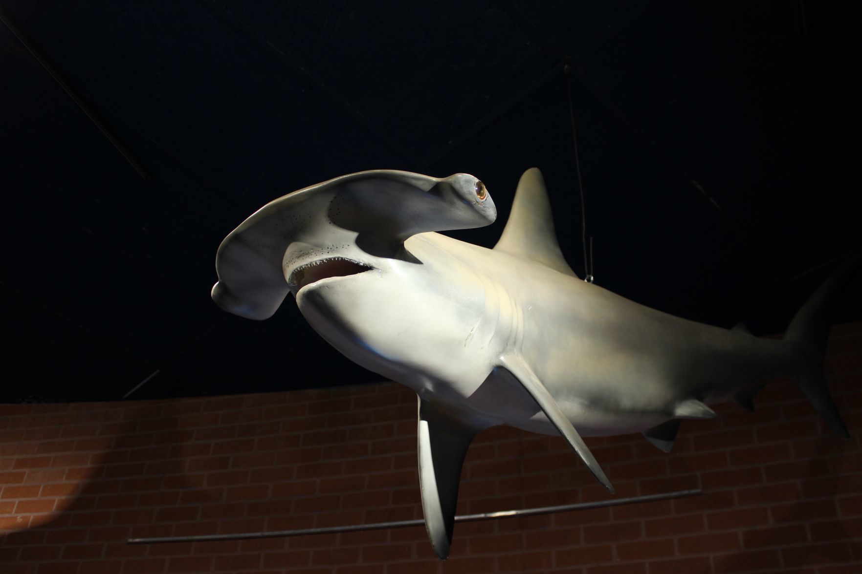 w/Scars On Body Realistic Hammerhead Shark 7" PVC Figure Beautifully Detailed 