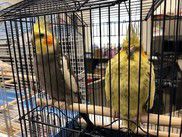 Birds rescued from a home