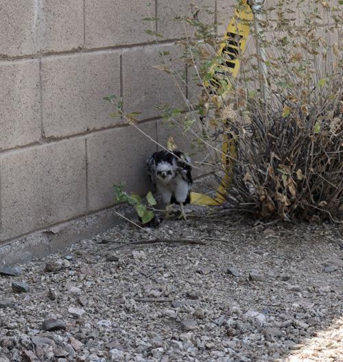 Loner Baby Hawk