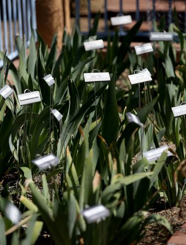 21st Annual Home Garden Tour