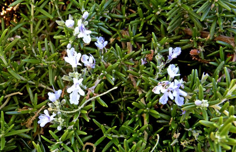 Flowering and edible plants