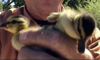 Marc Hammond relocates ducklings