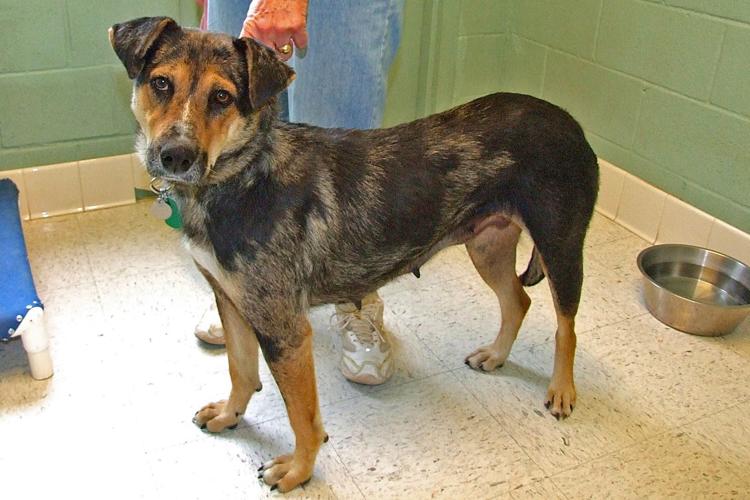 Adopt A Friend: Willow