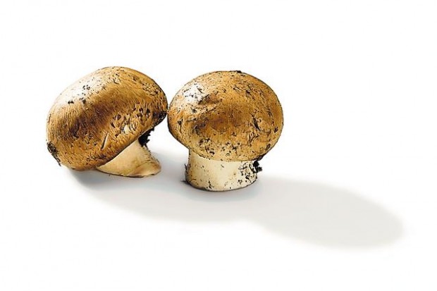Fungus among us  