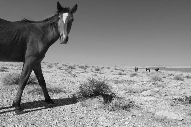 Amphi High students take 2nd, 3rd in state contest  