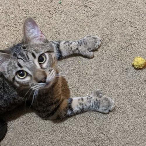 Adopt a friend: Porter