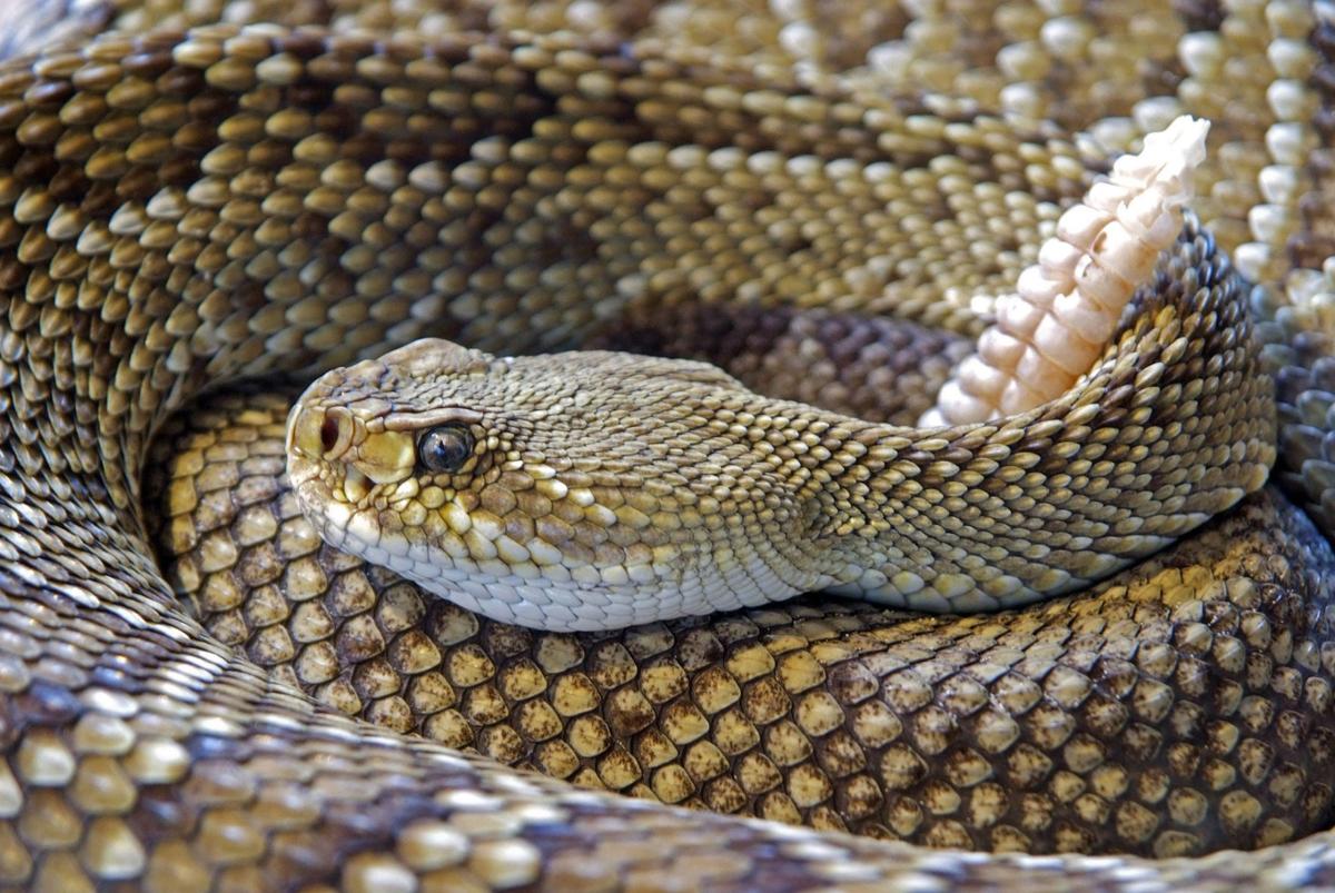 University of Arizona doctor's research could buy time for snake bite victims