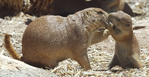 The Arizona-Sonora Desert Museum at 60 years old