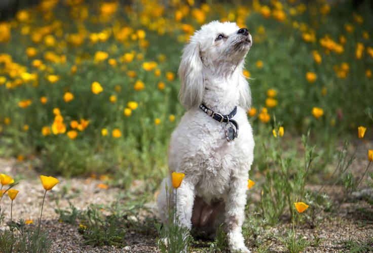 RilitoBend Neighborhood mosaic tile mural